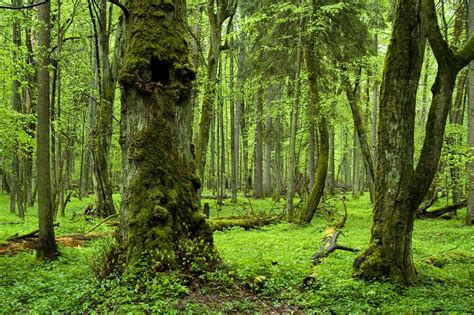 13 Of The Worlds Most Amazing Ancient Forests Travel