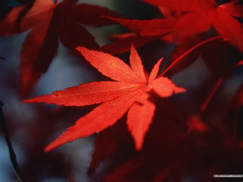 30 Most Beautiful Images Of Autumn Leaves For You