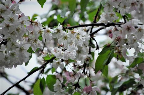 Snowing Cherry Blossoms Frank J Tassone