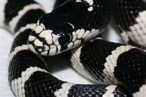 California Black And White Kingsnake California King Snake Pet Snake