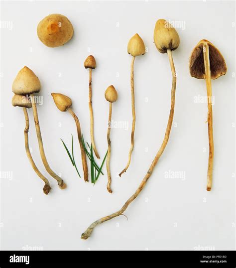 Liberty Cap Mushroom Psilocybe Semilanceata Stock Photo Alamy