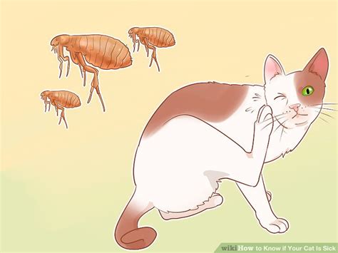 For instance, hyperthyroidism and diabetes are often. 3 Ways to Know if Your Cat Is Sick - wikiHow