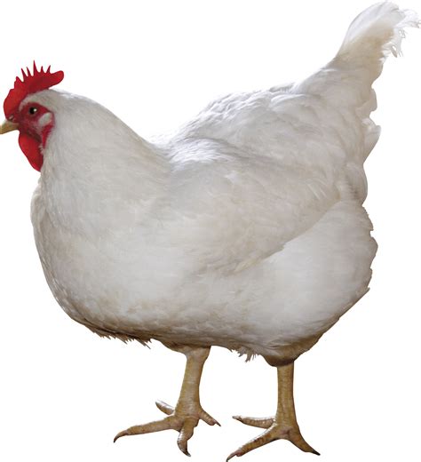 3 White Chicken Png Image Hardy Diagnostics