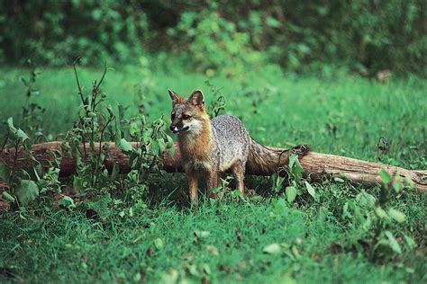 Fox Species Habitat Behavior And Facts Britannica
