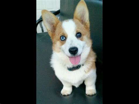 Generally, two times rer (resting. TN Corgi - Pembroke Welsh Corgi Puppies For Sale