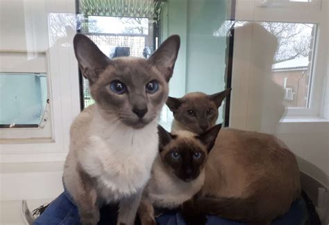 Leybourne Rspca Branch Looking To Rehome Siamese Cats After Found In