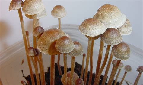 Two Track Effort To Allow Psychedelic Mushrooms In Washington State