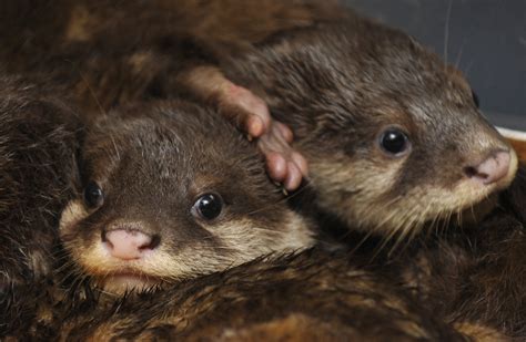 14 Baby Otters Doing Cute Baby Otter Things Because Life Is Hard And