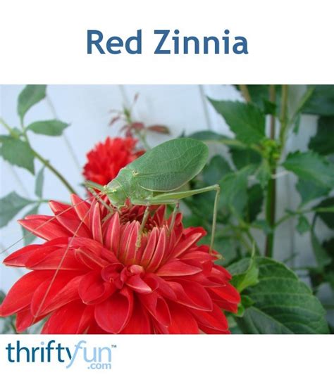 Red Zinnia Thriftyfun