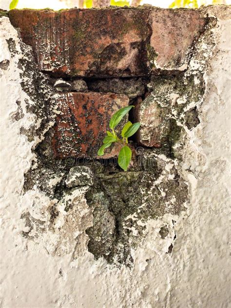 Climbing Green Plant Growing On Antique Brick Wall Of Abandoned House