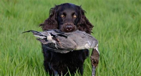 6 Best Duck Hunting Dog Breeds ⋆ Outdoor Enthusiast Lifestyle Magazine