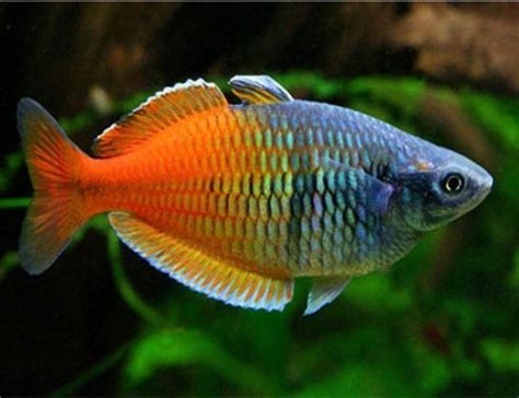 Freshwater Aquarium Fish For Sale Online Arizona Aquatic Gardens