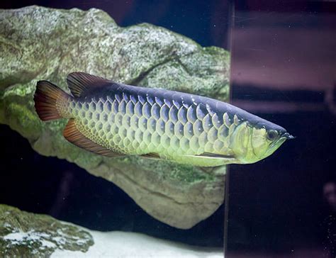 Have you been on the search for an arowana? Silver Arowana Freshwater Aquarium Fish | Arizona Aquatic ...