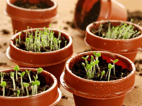 How To Grow Herbs Indoors A Guide For Beginners