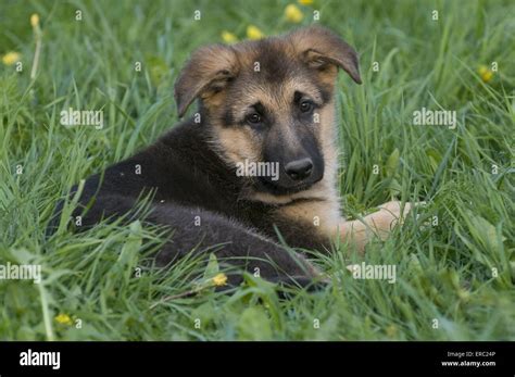 German Shepherd Puppy Stock Photo Alamy