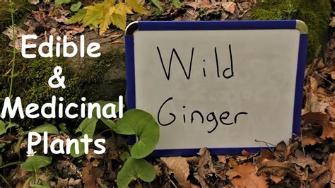 Wild Ginger ~ Edible And Medicinal Plants Youtube