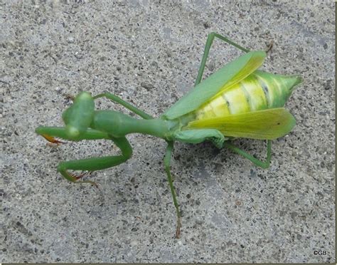 A Hebridean In New Zealand Very Pregnant Praying Mantis