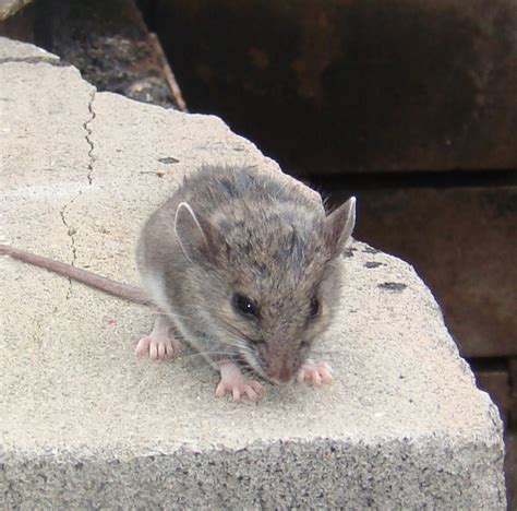 While playing a secondary quest from keira metz called a towerful of mice last night, i encountered one. Mouse Removal in Massachusetts - Mouse Pest Control ...