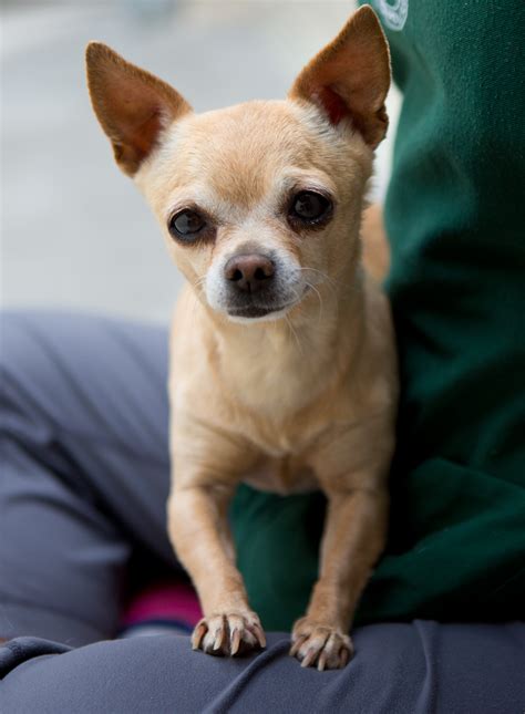 Shelter Dogs Of Portland Anne Klein Adorable Chihuahua Lap Dog
