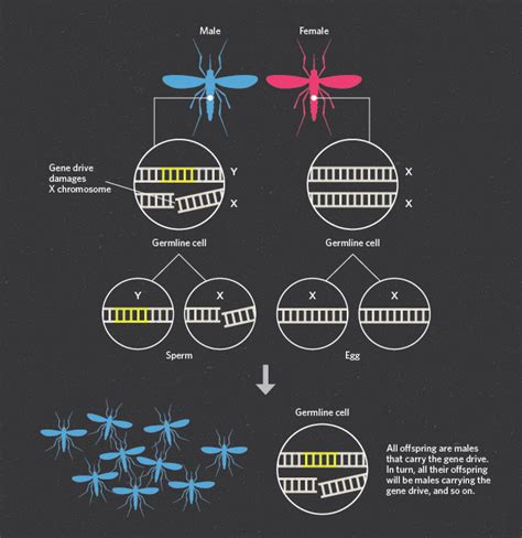 Infographic Using Gene Drive To Control Malaria The Scientist Magazine