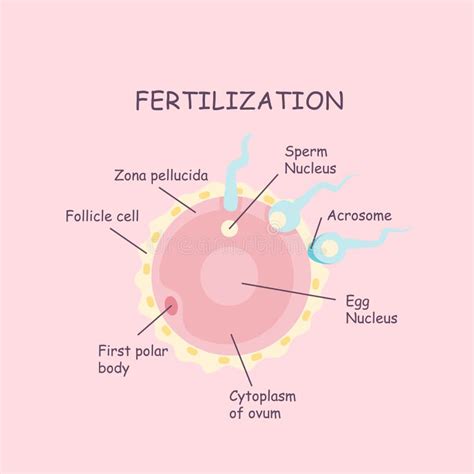 Proceso De La Fertilización Del Huevo Y De La Esperma Ilustración Del