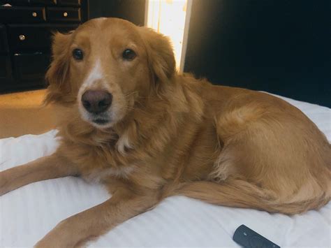 Most Perfect Colliegolden Retriever Mix This Is Mollie Our Nurse Dog