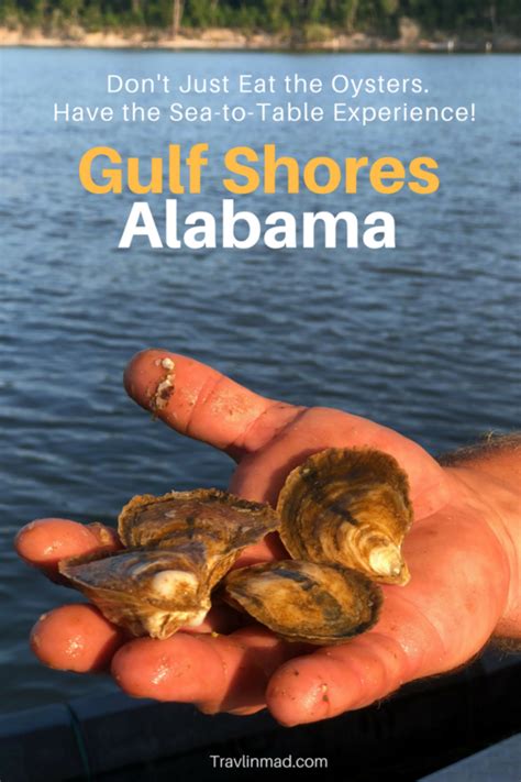 Farming the Best Oysters in Gulf Shores: A Sea-to-Table Experience