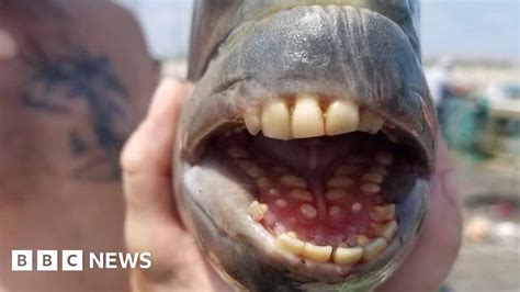 Fish With Human Teeth Caught In North Carolina