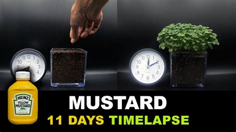 Growing Mustard Seeds Time Lapse Youtube