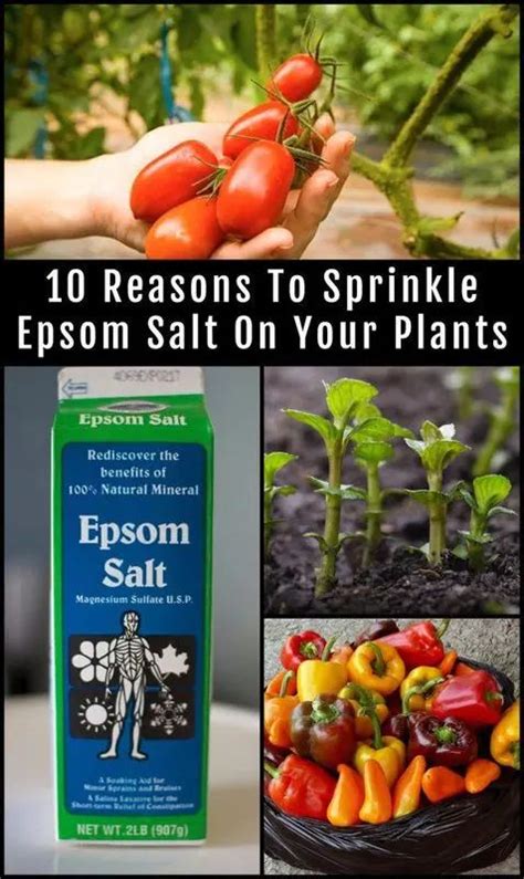 10 Incredible Epsom Salt Uses For Your Plants And Garden In 2021 Epsom