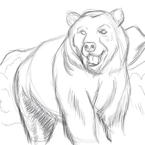 Sketching Brown Bears Bear Sketch By Cookx5453 On Deviantart