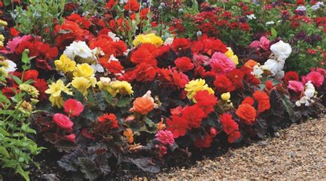 Best Expert Advice On How To Grow Begonias Suttons Gardening Grow How