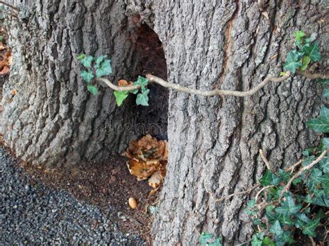 Hidden Fairy Door At The Base Of An Oak Tree Stock Photo Image Of