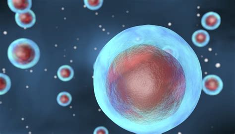 Properties Of A Cell Sciencing