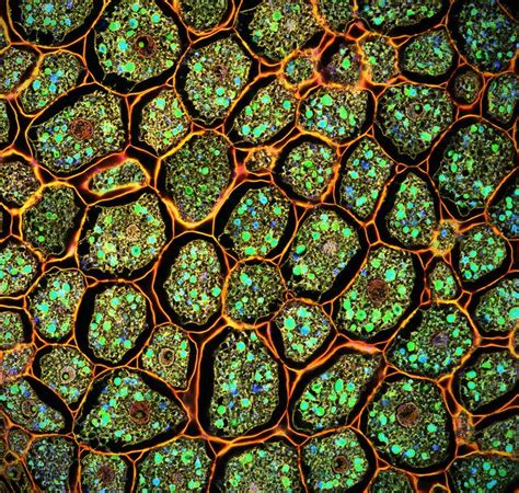 Plant Cell Microscopy Photosanhedonias