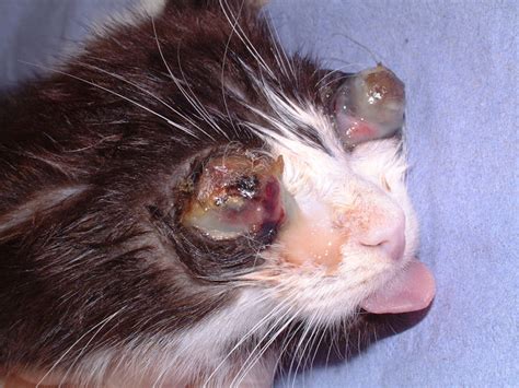 In other cases, the rash occurs on one side of the face. Feline herpes virus: feline rhinotracheitis virus in cats ...