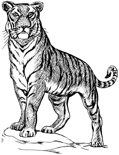 Tiger Coloring Pages Realistic Nolyutesa