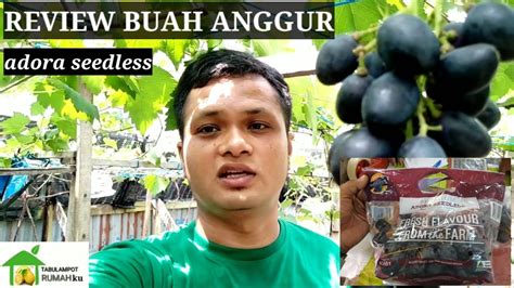 Review Anggur Hitam Tanpa Biji Adora Seedless YouTube