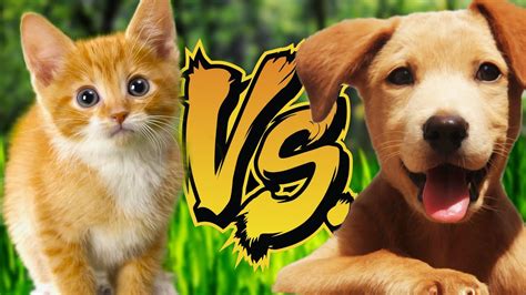 Kittens Vs Puppies Reading Your Comments 70 Youtube