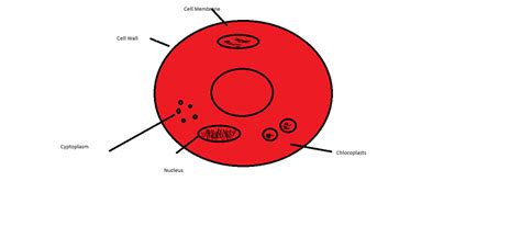 Https://tommynaija.com/draw/how To Draw A Red Blood Cell