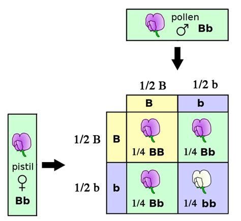 121e Rules Of Probability For Mendelian Inheritance Biology Libretexts