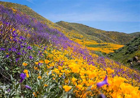 They added that southern california received significant rainfall in march and april 2020. Desert Wildflower Reports for Southern California by DesertUSA