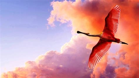 4k The Flight Of A Bird Wallpapers High Quality Download