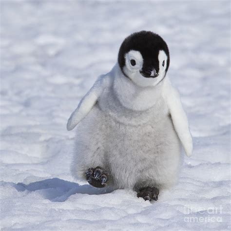 Emperor Penguin Chick Photograph By Jean Louis Klein And Marie Luce Hubert