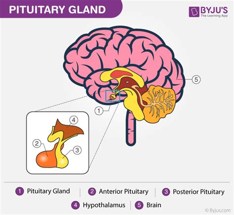 Hormones Hypothalamus And Pituitary Gland Diagram
