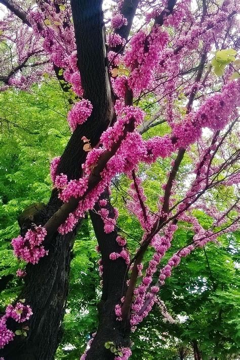 Purple Blossoms Flowering Trees Beautiful Gardens Judas Tree