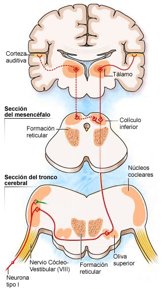 Cerebro Auditivo Cochlea