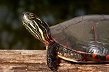 CalPhotos: Chrysemys picta marginata; Midland Painted Turtle