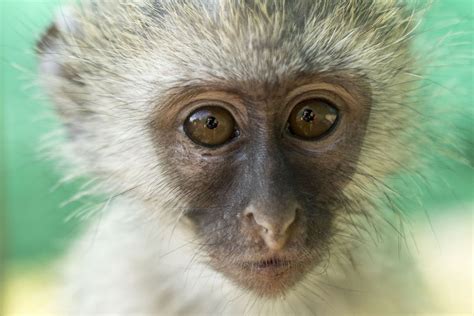 Five Rescued Monkeys Make The World A Better Place Pasa