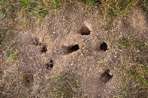 El Truco Para Acabar Con Las Ratas En El Jard N Este Truco Natural Las